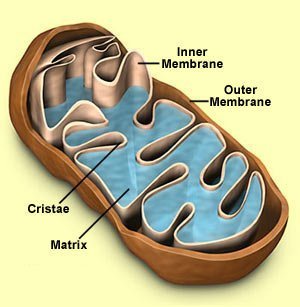 Mitochondrial dysfunction