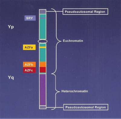 microdeletion-analysis