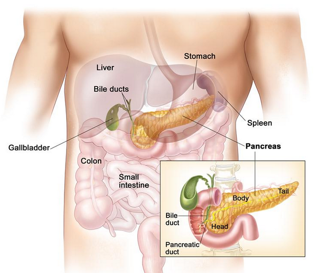 Just like all the other types of cancers, there is no a single cause of pancreatic cancer. What usually happens is that a person who is inherently predisposed to the development of this disease gets exposed to any of the many different forms of risk factors.