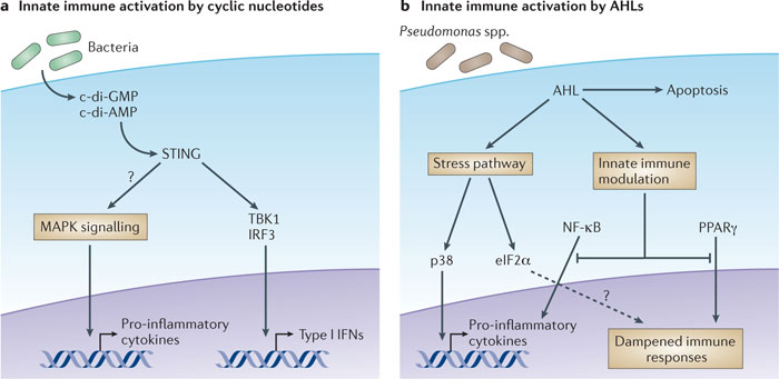 immune stimulation therapy