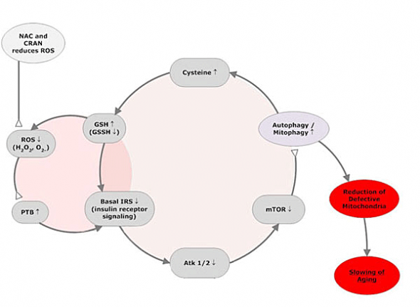 Amino Acids and Mitochondrial Rejuvenation