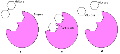 enzymes-for-fighting-cancer