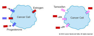 Endocrine Therapy for Postmenopausal Women