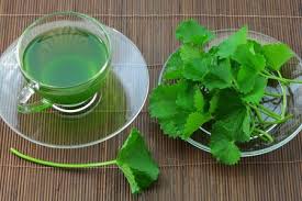 Benefits of Gotu kola leaves and the Stems