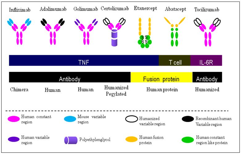 Stem Cells As Used In Treating Rheumatoid Arthritis Despite Rheumatoid Arthritis being a common disease many people still do not know much about this disease and therefore it is necessary to begin by shedding light on what rheumatoid arthritis is all about. Rheumatoid arthritis is an autoimmune disease in which the patient’s immune system generates cellular and antibody responses to various components of the joint such as type I collagen. This immune response causes myriads of problems. First it causes joint destruction but it may also lead to other problems as pulmonary fibrosis, renal damage and even heart damage. Rheumatoid arthritis is known for its debilitating effects especially since it destroys joints. Currently medical researchers are working on stem cell therapy; the medical fraternity has shown optimism that the stem cells can be used to help patients suffering from rheumatoid arthritis. Stem cells are unprogrammed cells in the human body that have the ability to shift shape; they can be turned into different cells and used to replace the damaged cells causing problems. It is the ability of the stem cells to differentiate into other types of cells that have gave them the medicinal qualities that doctors are taking advantage of. Today, stem cells are at the center of a new field of science called regenerative medicine. Because stem cells can become bone, muscle, cartilage and other specialized types of cells, they have the potential to treat many diseases, including Parkinson's, Alzheimer's, Diabetes, arthritis, cancer among others. The stem cell Therapy Stem cell therapy is a strategy that is used in treating disease by introducing adult stem cells into damaged tissues in order to treat the disease, correct the damage and restore the functions of the tissues. there is optimism in medical research fields that the stem cells have the potential to change the face of human disease and alleviate suffering. The ability of stem cells to self-renew and give rise to subsequent generations with variable degrees of differentiation capacities, offers significant potential for generation of tissues that can potentially replace diseases and damaged areas in the body, with minimal risk of rejection and side effects. Stem cells for Rheumatoid Arthritis Rheumatoid arthritis is not easily treated. The methods that have been used to treat, some of which are still being used are not very effective and pose a great threat in the long term. They may offer momentary relief but these approaches possess long-term adverse effects due to non-specific inhibition of immune responses. In addition, the methods that have been used do not attempt to heal the damage that has already taken place in the joints and other tissues. these methods that have been in use may include immune suppressive agents such as steroids, methothrexate, cyclosporine, gold, and infliximab. It is expected that with advancement in treatment strategies of Rheumatoid Arthritis and use of target therapies, the patients will have a better way to acquire treatment. Stem cell therapy is one of these advancements. Currently, there are many institutions that are studying the effects of adult stem cell therapy on patients diagnosed with rheumatoid arthritis. Stem cell therapy is viewed as a clever way of treating rheumatoid arthritis since the disease causes inflammations and tissue damage, the stem cells can be used as target therapy to replace cells damaged in the inflamed areas of the body by inducing an anti-inflammatory effect. The ability of the stem cells to produce regular T cells is also being studied; T cells are a type of immune cell whose responsibility is to regulate the immune system while maintaining tolerance to self-antigens. By differentiating into these types of healthy cells there is hope that adult mesenchymal cells will be able to address the complications caused by Rheumatoid Arthritis. In animals, stem cells therapy has shown considerable achievement in healing different forms of arthritis. A company known as Vet-Stem routinely utilizes stem cells in horses with various joint deformities to accelerate healing. There is also another advantage that stem cell therapy brings, the stem cell therapy not only helps in healing of damaged tissues but also modulates the immune system so as to shut off pathological responses while preserving ability to fight off diseases. Stem cells and specifically, mesenchymal stem cells home to inflamed tissue and start producing anti-inflammatory agents. These mediators act locally and do not suppress the immune response of the patient’s whole body. Various ways of administering Stem cells As known rheumatoid arthritis affect specific parts of the body, especially the joints where they damage the every tissue. With the stem cell therapy these damaged tissues can be targeted locally by introducing large amounts of stem cells into the areas where they are mostly needed. Here are some of the ways through which the stem cells can be administered into the affected areas of the body. Full body IV – directed into the vein Intra Nasal – administration to access a highly vascular pathway of the nose to encourage more stem cells to travel past the blood brain barrier. Direct site injections – injected directly into the site that needs repair, i.e., muscles and tendons Where can we harvest the stem cells For treatment of rheumatoid arthritis, a specific type of stem cells is used. This type of stem cell is known as allogeneic mesenchymal stem cells to treat rheumatoid arthritis. The allogeneic mesenchymal stem cells can be obtained from human umbilical cords donated after normal, healthy births. Finally, you need help to live a life that is free from chronic diseases like rheumatoid arthritis; you will also need help when you are sick of the same. Dr. Dalal Akoury (MD), founder of the AWAREmed Health and Wellness Resource Center Located at Myrtle Beach, North Caroline has unequalled experienced in handling these diseases, call on her for help. Stem Cells As Used In Treating Rheumatoid Arthritis