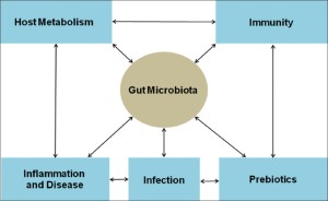 Resetting Gut Microbiota