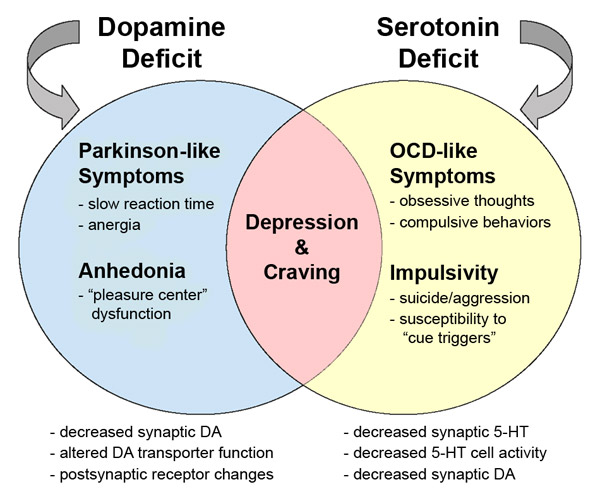 Excitatory Neurotransmitters