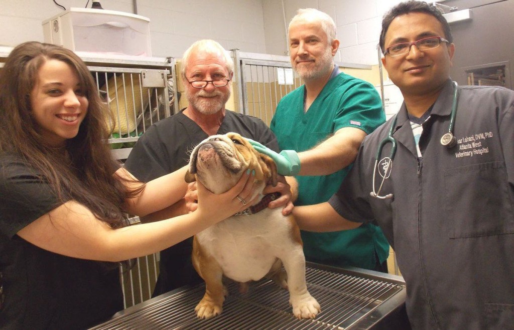 stem cell therapy for dogs