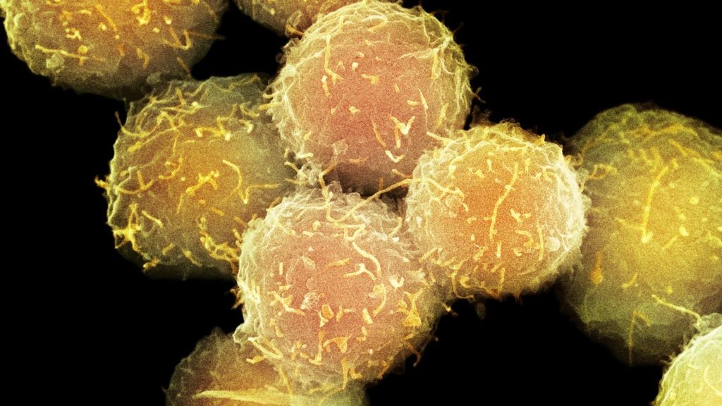 stem cell tissues