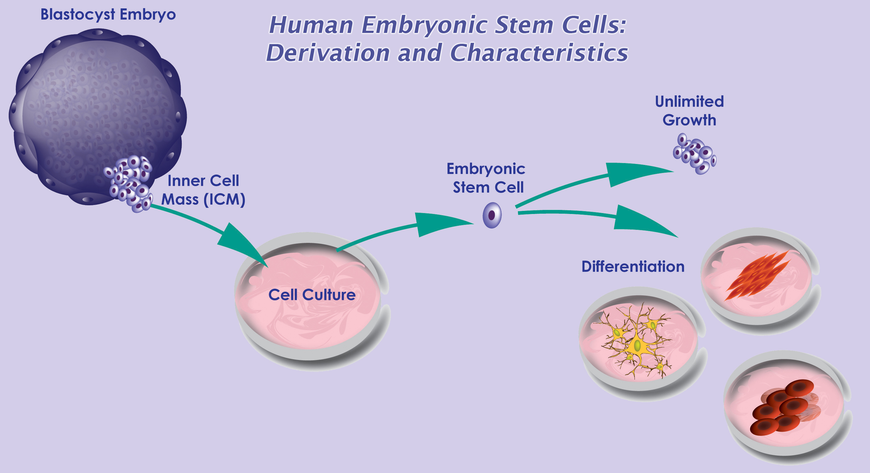 embryonic stem cells