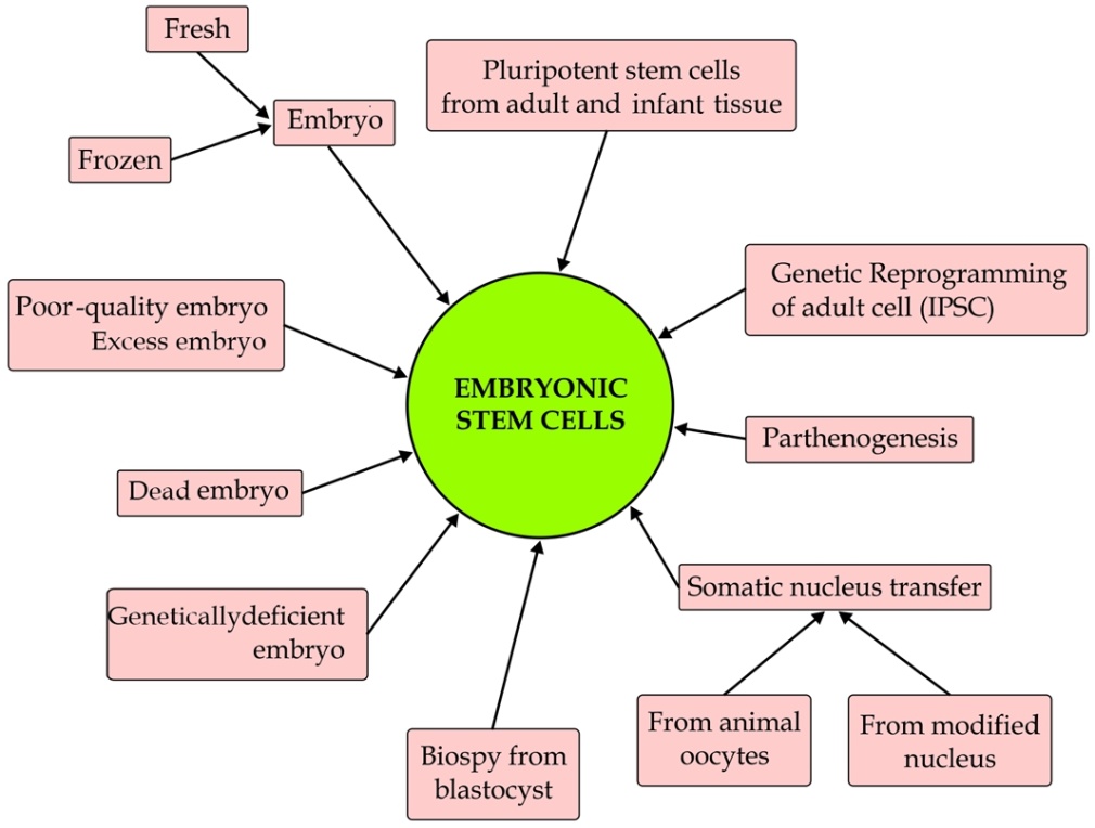 embryonic stem cells