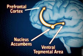 Mesolimbic pathways
