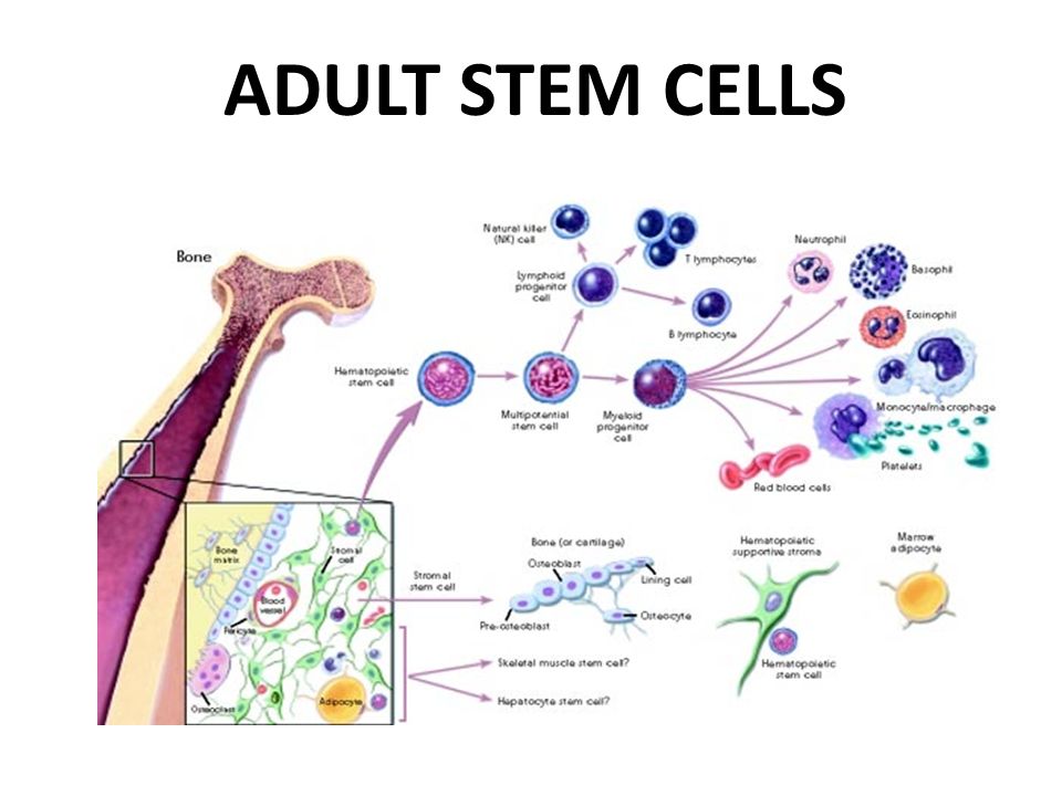 adult stem cell